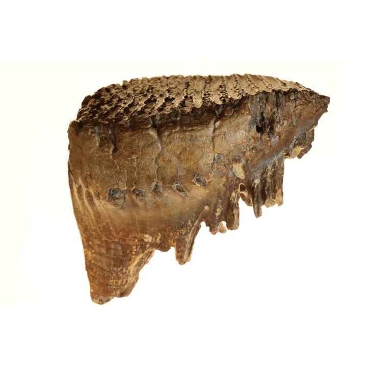 MAMMOTH TOOTH:  Mammuthus primigenius // Pléistocène // Zemst, Belgium