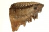 DENT DE MAMMOUTH: mammuthus primigenius - Pléistocène - Zemst, Belgique