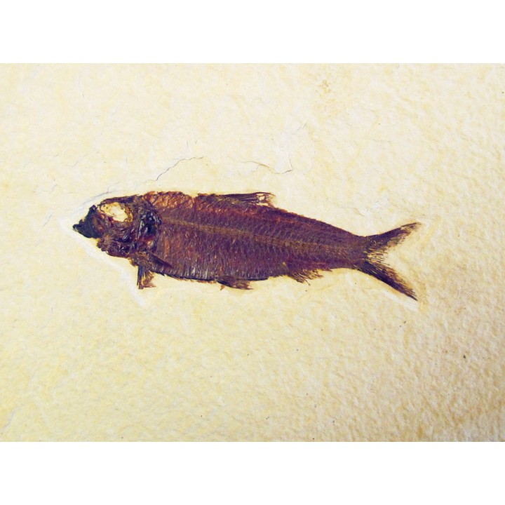 fish: KNIGHTIA EOCAENA (6)