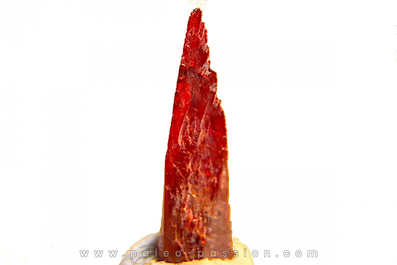 PROUSTITE - Bouismas mine, Bou Azzer, Morocco