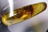 Copal: Blatte + Diptères + Coléoptères - Pliocène à holocène - Antsiranana, Madagascar