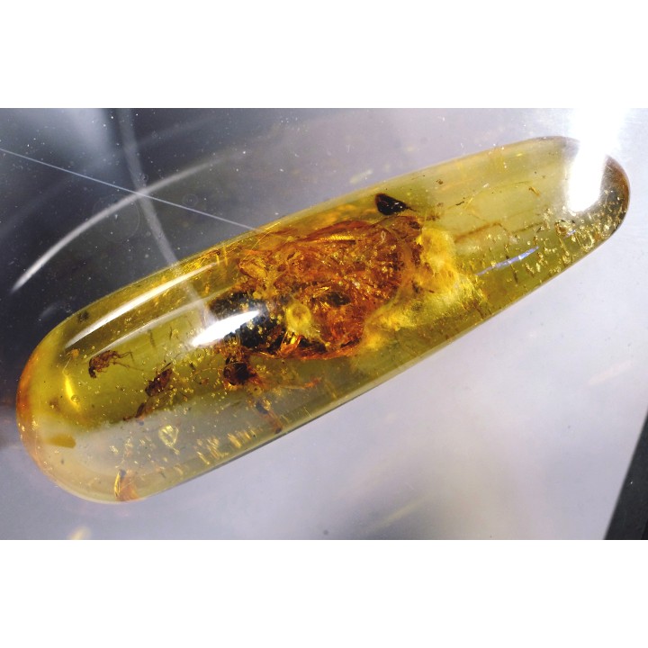 insect: Blatte + Diptères + Coléoptères