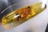 insect: Blatte + Diptères + Coléoptères