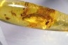Copal: Blatte + Diptères + Coléoptères - Pliocène à holocène - Antsiranana, Madagascar