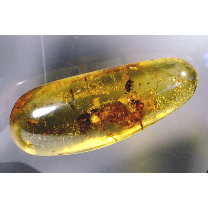 Copal: Blatte + Diptères + Coléoptères - Pliocène à holocène - Antsiranana, Madagascar