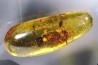 insect: Blatte + Diptères + Coléoptères