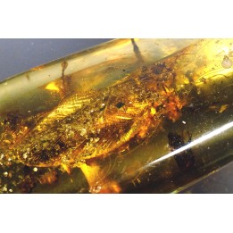 Copal: Blatte + Diptères + Coléoptères - Pliocène à holocène - Antsiranana, Madagascar