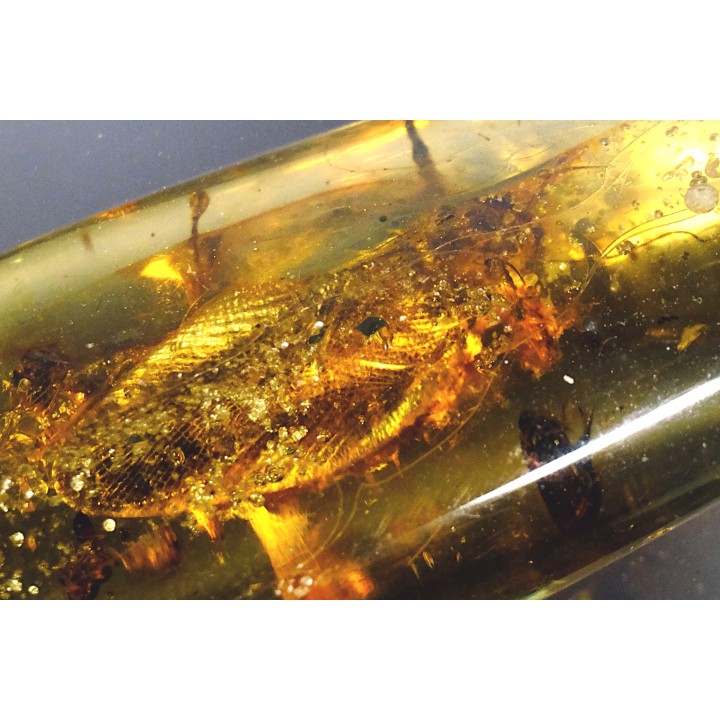 insect: Blatte + Diptères + Coléoptères