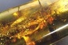 insect: Blatte + Diptères + Coléoptères