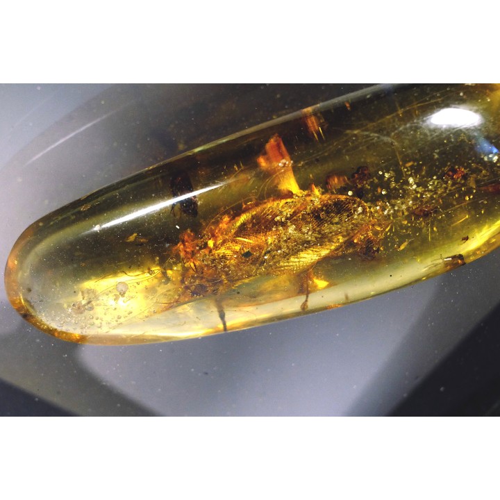 insect: Blatte + Diptères + Coléoptères