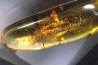 insect: Blatte + Diptères + Coléoptères