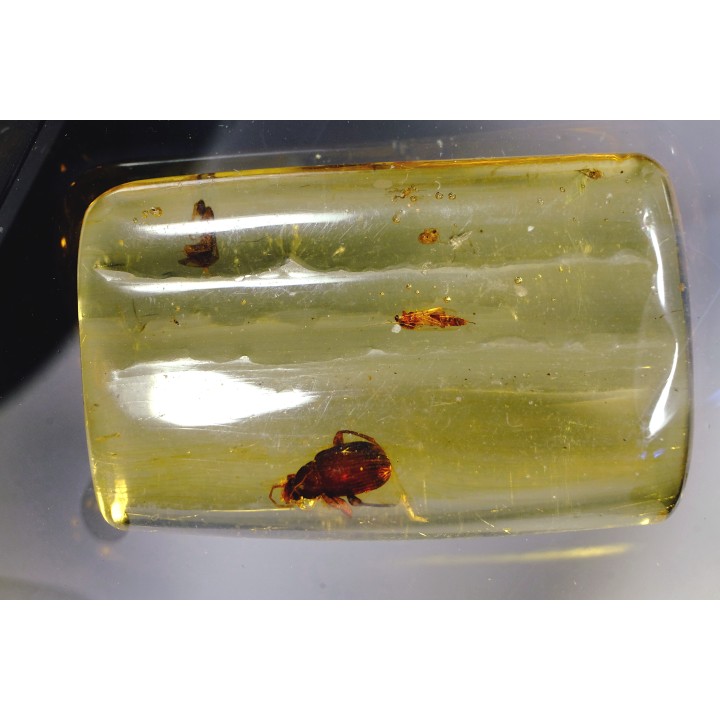 Copal: Blatte + Diptères + Coléoptères - Pliocène à holocène - Antsiranana, Madagascar