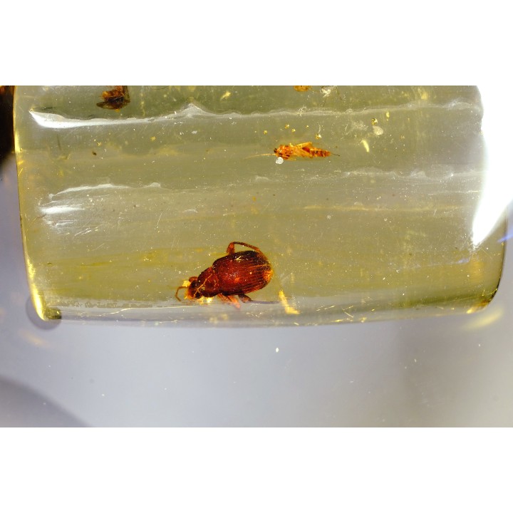 Copal: Blatte + Diptères + Coléoptères - Pliocène à holocène - Antsiranana, Madagascar