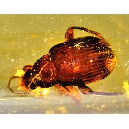 insect: Blatte + Diptères + Coléoptères