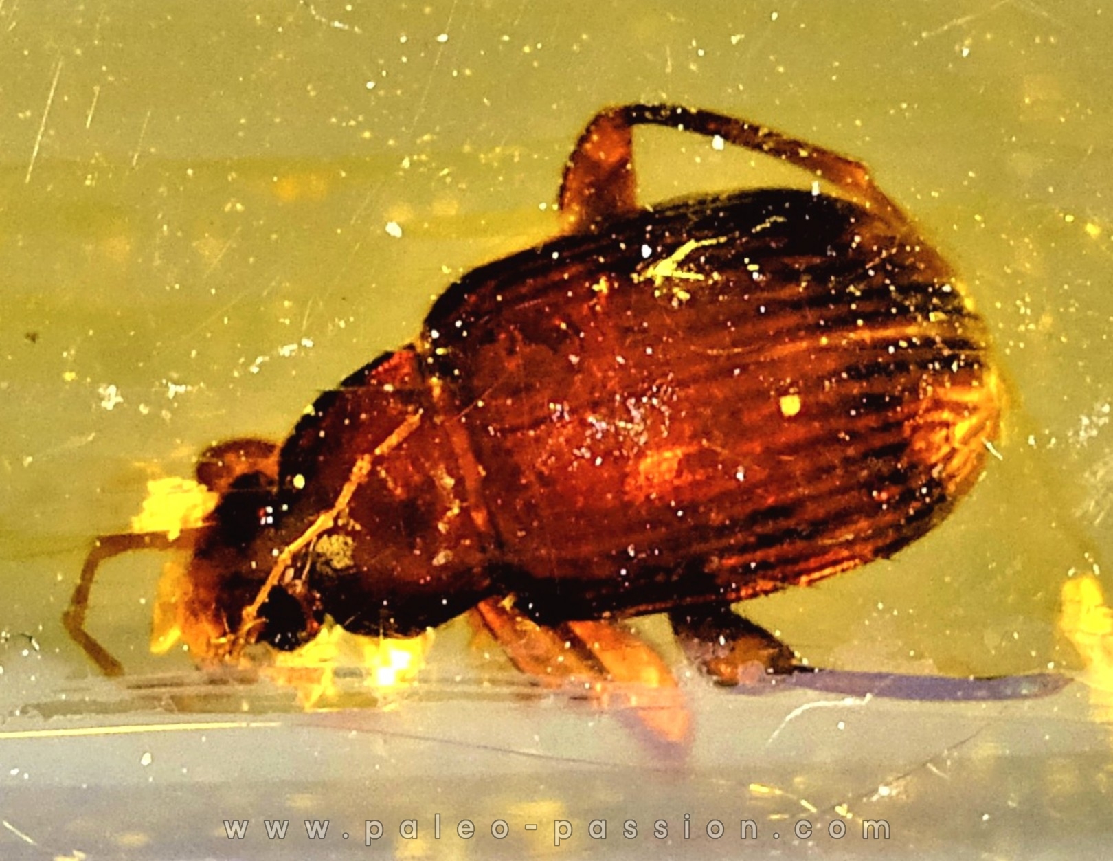 Copal: Blatte + Diptères + Coléoptères - Pliocène à holocène - Antsiranana, Madagascar