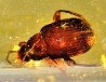 insect: Blatte + Diptères + Coléoptères