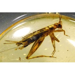Copal: Orthoptère + Coléoptères + Diptères - Pliocène à holocène - Antsiranana, Madagascar