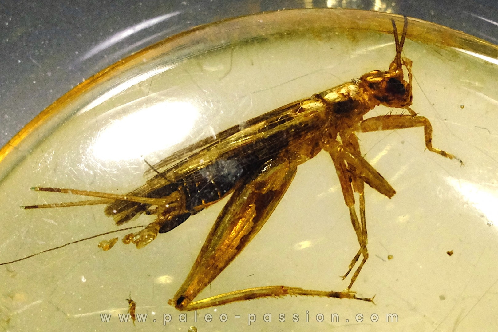 Copal: Orthoptère + Coléoptères + Diptères - Pliocène à holocène - Antsiranana, Madagascar