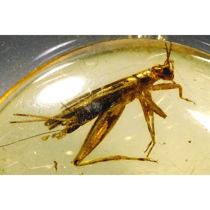 insect: Orthoptère + Coléoptères + Diptères