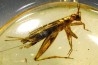 Copal: Orthoptère + Coléoptères + Diptères - Pliocène à holocène - Antsiranana, Madagascar