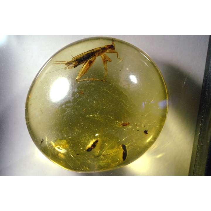 insect: Orthoptère + Coléoptères + Diptères