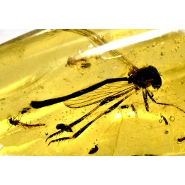 insect: Diptères + Coléoptère