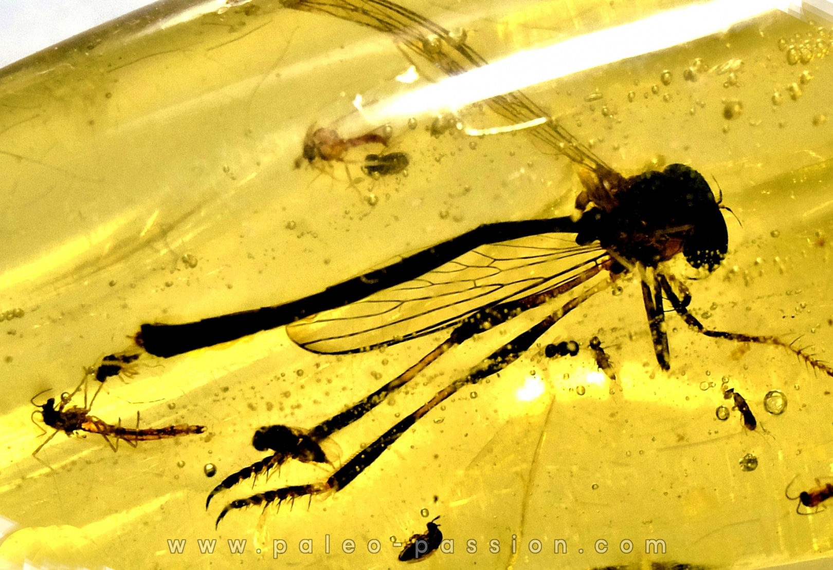 Copal: Diptères + Coléoptère - Pliocène à holocène - Antsiranana, Madagascar