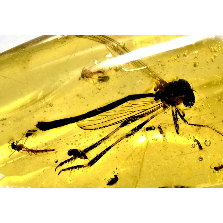 insect: Diptères + Coléoptère