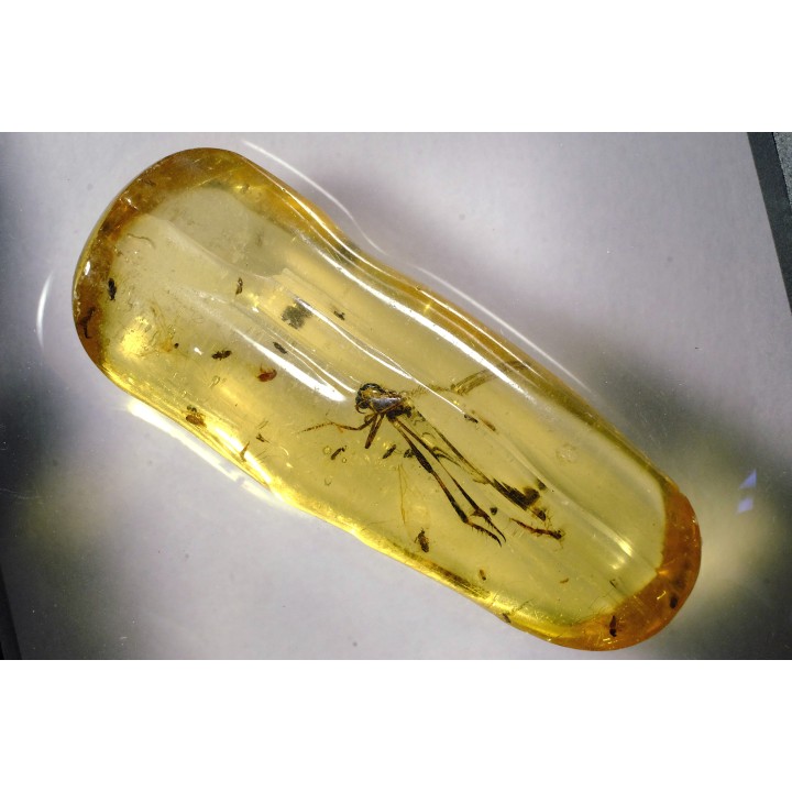 Copal: Diptères + Coléoptère - Pliocène à holocène - Antsiranana, Madagascar