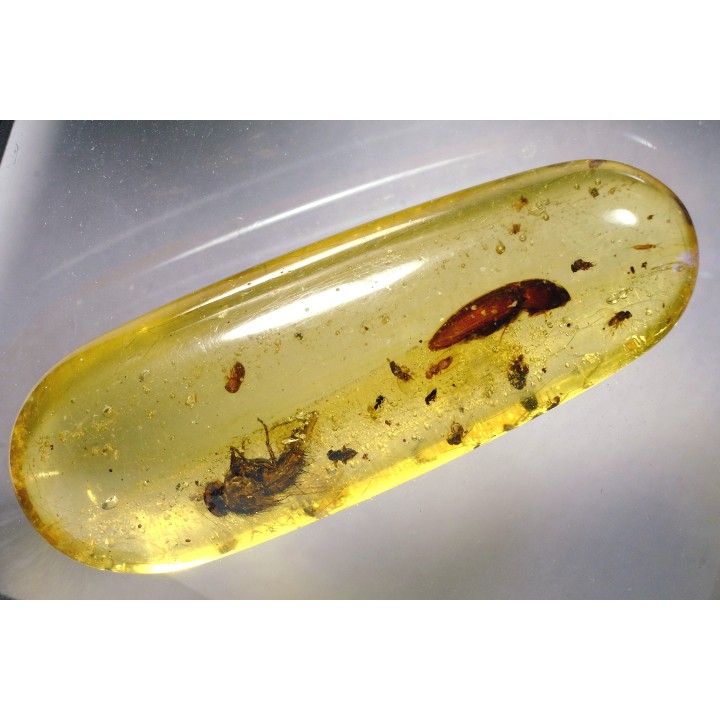 Copal: Coléoptère (Elateridae) + Diptère (Tachinidae) - Pliocène à holocène - Antsiranana, Madagascar