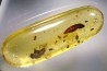 Copal: Coléoptère (Elateridae) + Diptère (Tachinidae) - Pliocène à holocène - Antsiranana, Madagascar