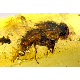 Copal: Coléoptère (Elateridae) + Diptère (Tachinidae) - Pliocène à holocène - Antsiranana, Madagascar