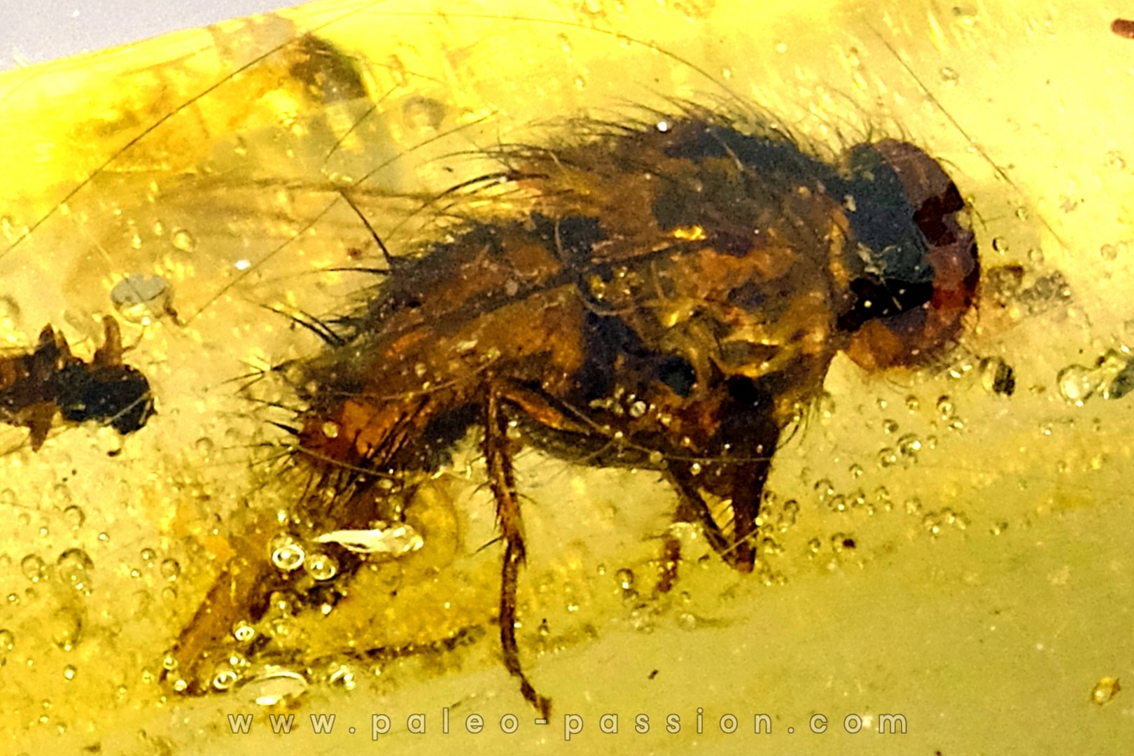 insect: Coléoptère (Elateridae) + Diptère (Tachinidae)