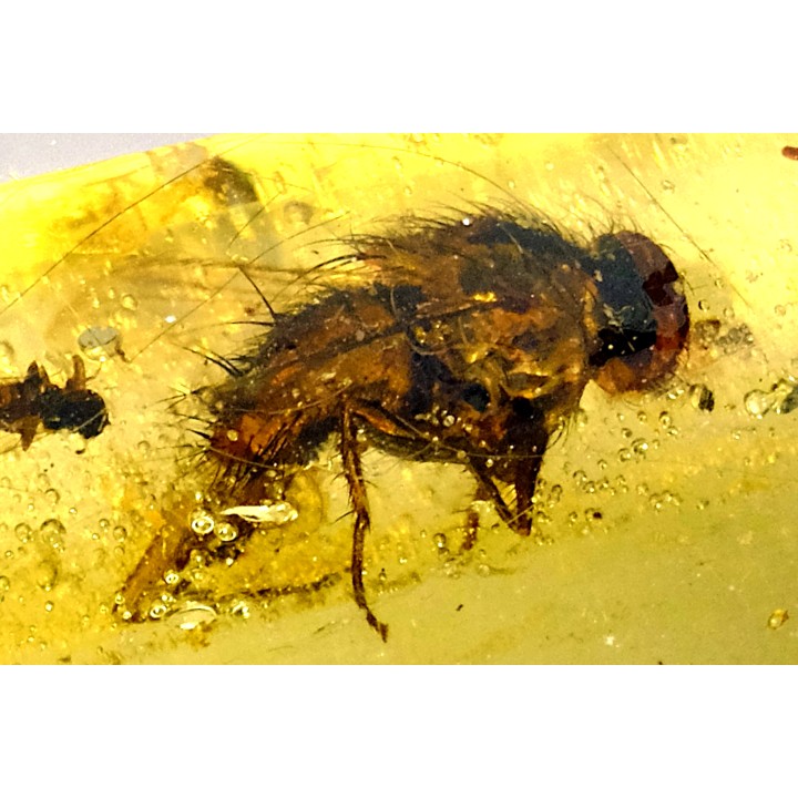 insect: Coléoptère (Elateridae) + Diptère (Tachinidae)