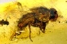 insect: Coléoptère (Elateridae) + Diptère (Tachinidae)