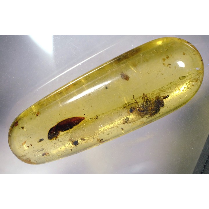 Copal: Coléoptère (Elateridae) + Diptère (Tachinidae) - Pliocène à holocène - Antsiranana, Madagascar