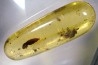 Copal: Coléoptère (Elateridae) + Diptère (Tachinidae) - Pliocène à holocène - Antsiranana, Madagascar