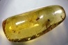 insect: Diptères + Blatte (larve)