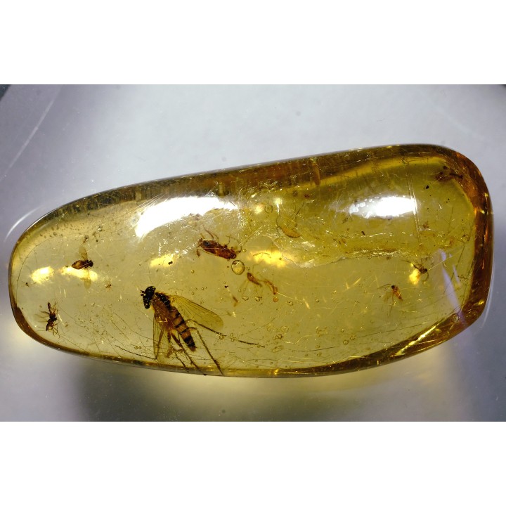 insect: Diptères + Blatte (larve)