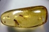 Copal: Diptères + Blatte (larve) - Pliocène à holocène - Antsiranana, Madagascar