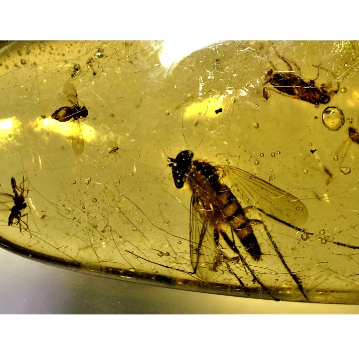 insect: Diptères + Blatte (larve)