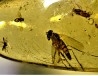 insect: Diptères + Blatte (larve)