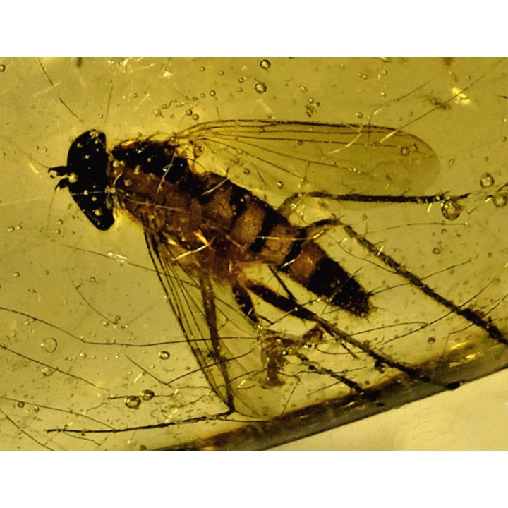 insect: Diptères + Blatte (larve)