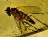 insect: Diptères + Blatte (larve)