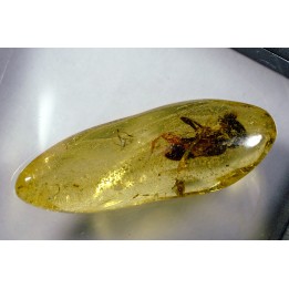 insect: Coléoptère