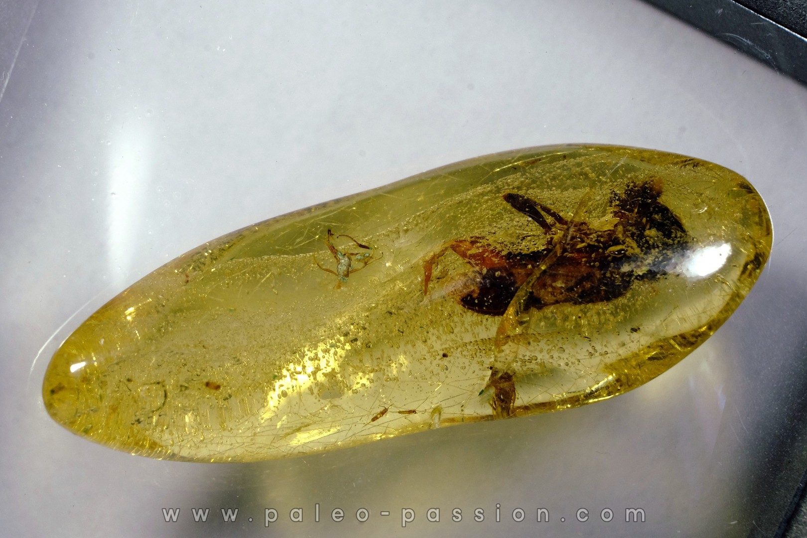 Copal: Coléoptère - Pliocène à holocène - Antsiranana, Madagascar