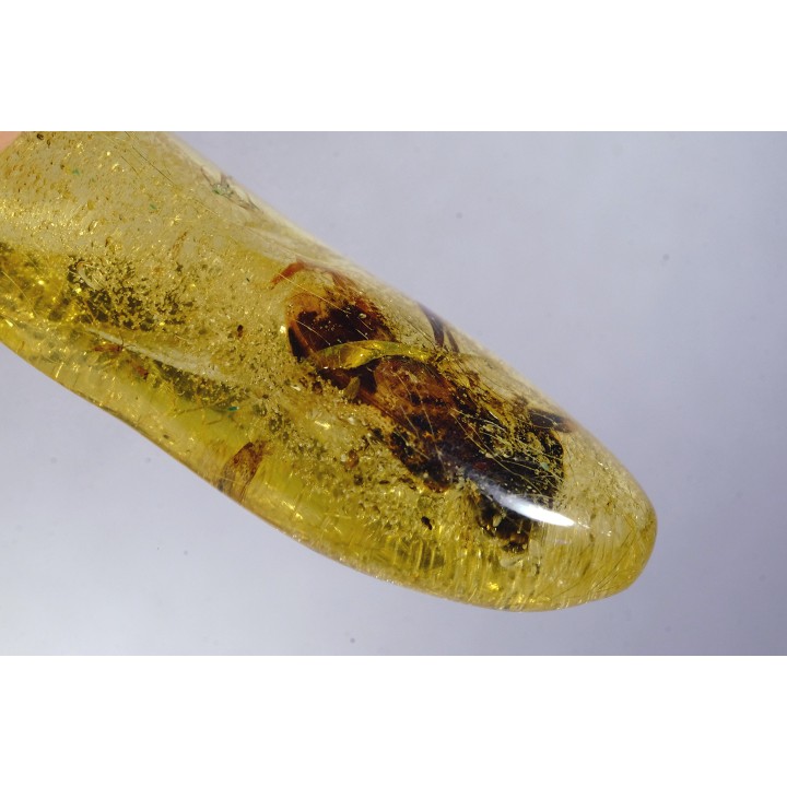 insect: Coléoptère