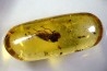 Copal: Mouche + autres diptères + Hyménoptère - Pliocène à holocène - Antsiranana, Madagascar