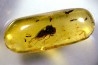 Copal: Mouche + autres diptères + Hyménoptère - Pliocène à holocène - Antsiranana, Madagascar