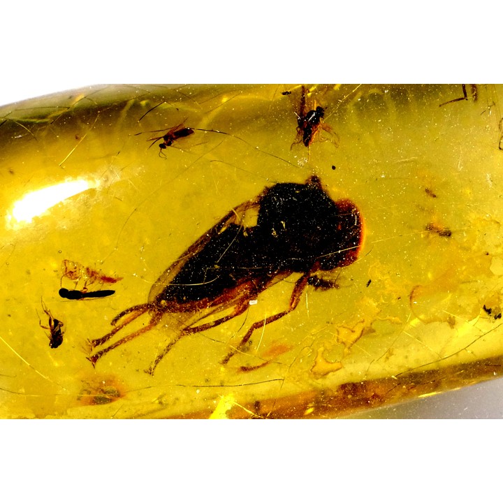 insect: Mouche + autres diptères + Hyménoptère